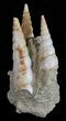 Fossil Gastropod (Haustator) Cluster - Damery, France #56392-2